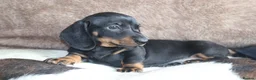 Miniature Dachshund dogs for sale: Beautiful miniature dachshund puppies  - Advert 8
