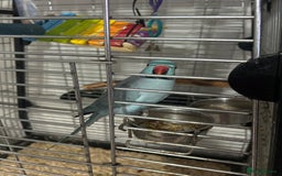 Parakeets birds for sale: Male Indian ring neck parrot - Image 2