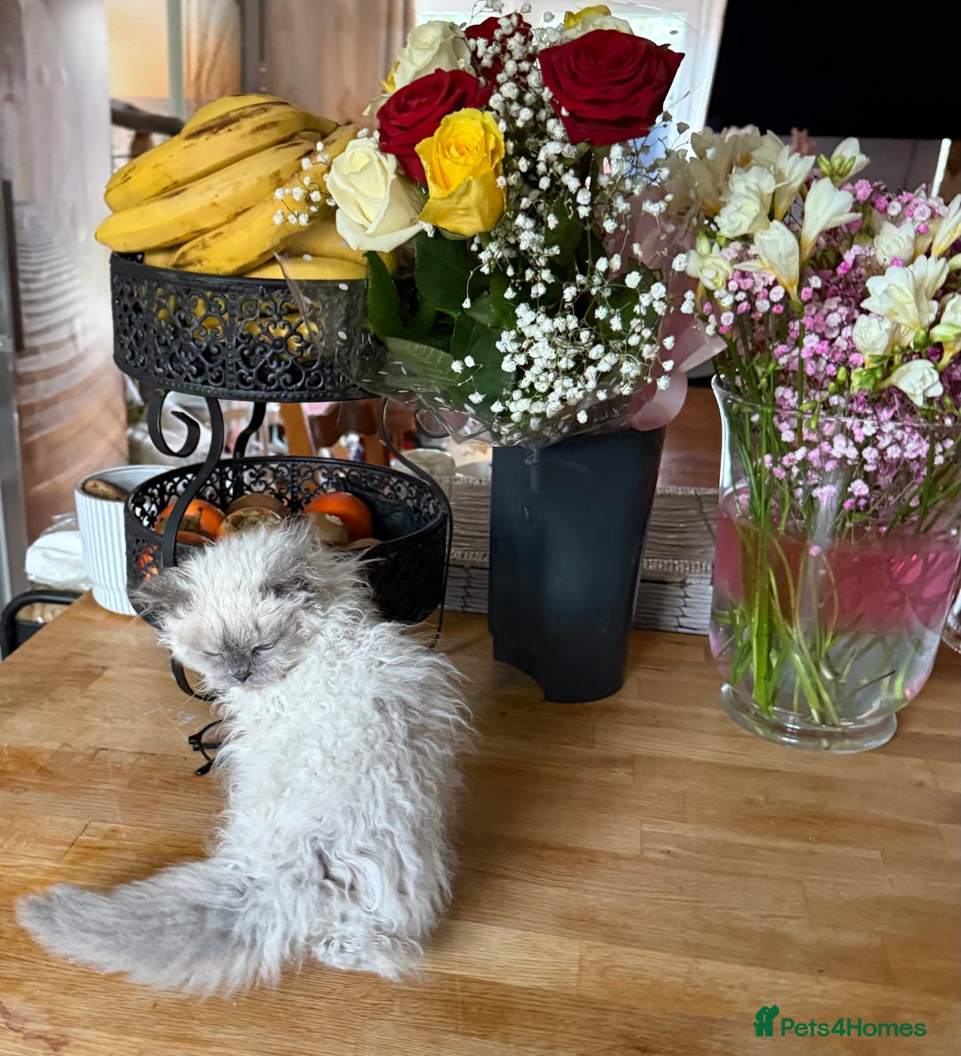 Selkirk Rex cats for sale: Gorgeous Selkirk Rex - Image 10