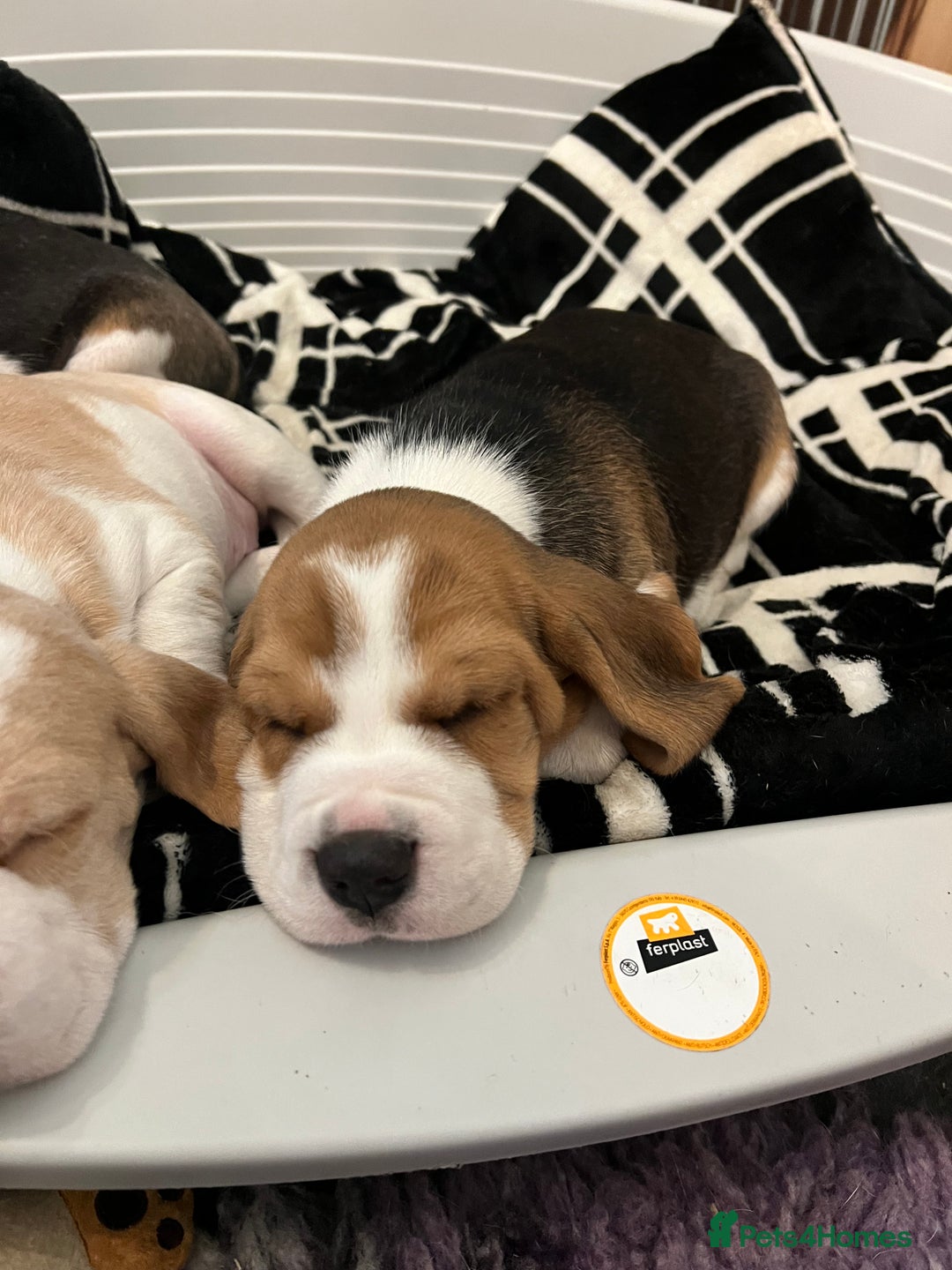 Beagle dogs for sale: Kc beagle puppies  - Advert 3