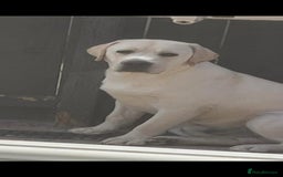 Labrador Retriever dogs for sale: Chunky Yellow puppies arrived 29th October. - Image 8