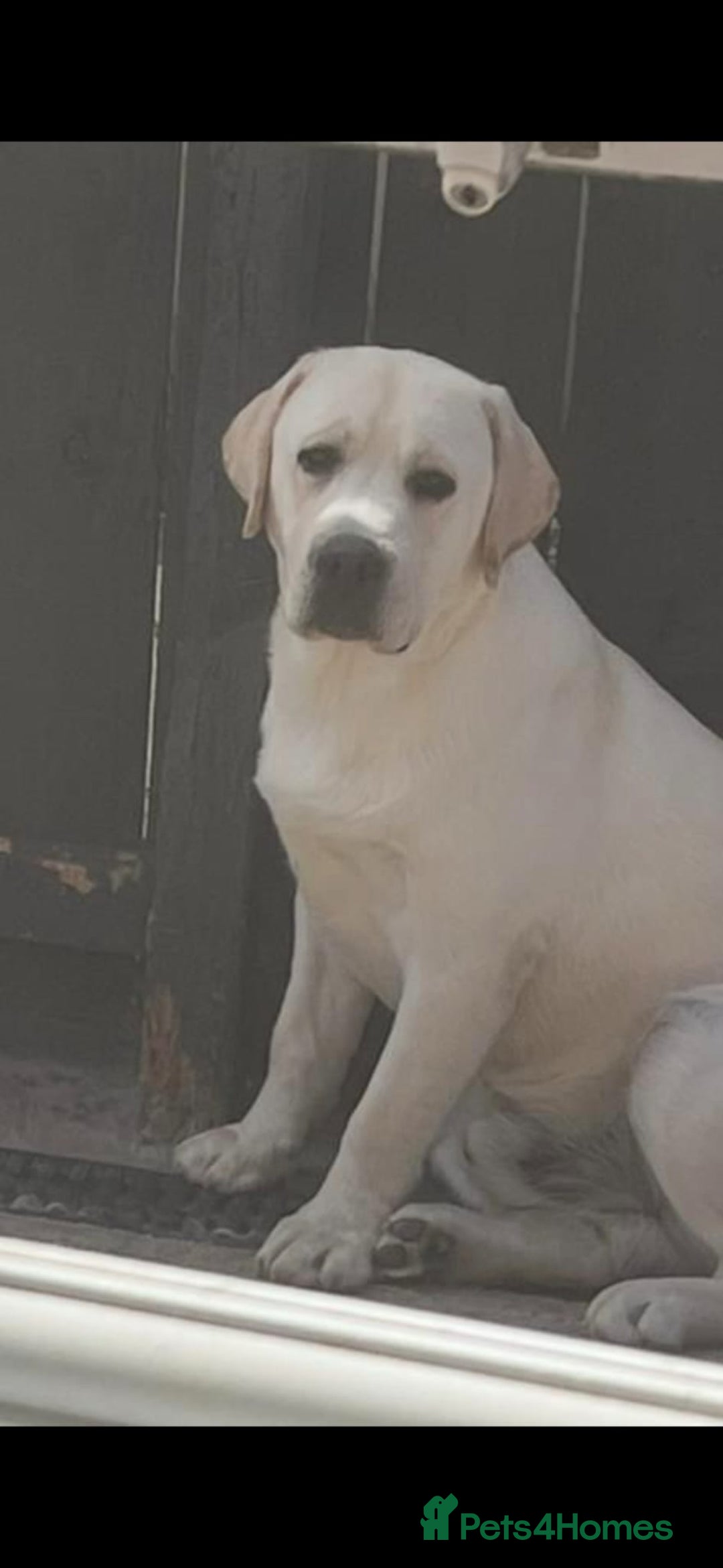 Labrador Retriever dogs for sale: Chunky Yellow puppies arrived 29th October. - Image 8