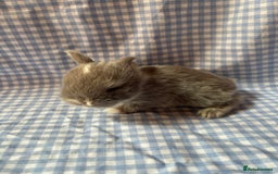Mini Lop rabbits for sale: Pure bred mini lop babies  - Image 5