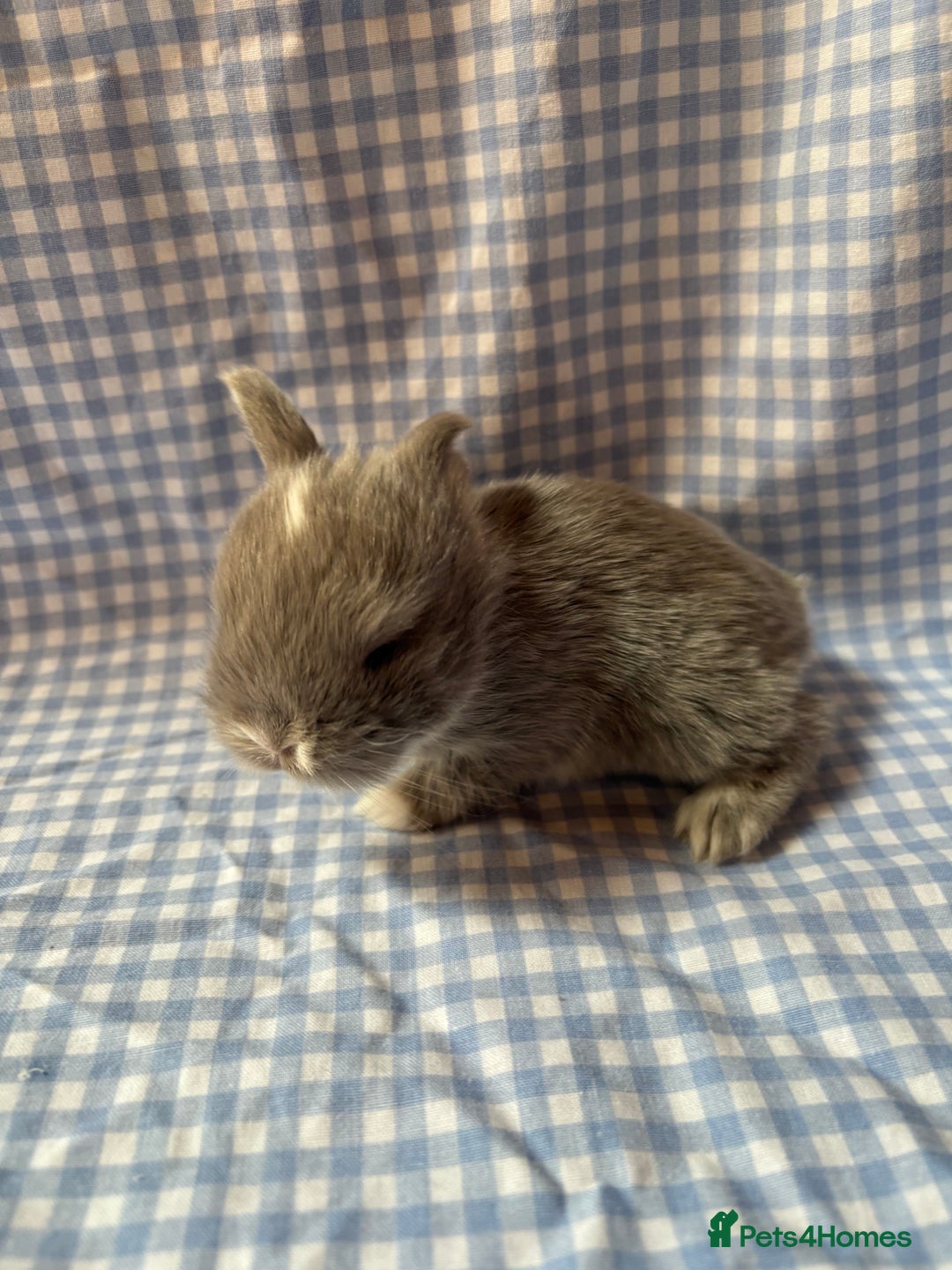 Mini Lop rabbits for sale: Pure bred mini lop babies  - Image 5