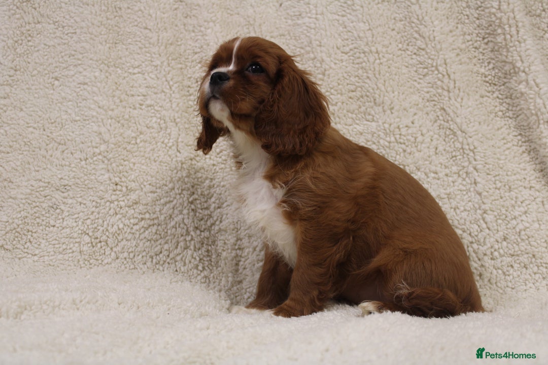Cavalier King Charles Spaniel dogs for sale: Beautiful Cavalier king charles spaniel puppies - Image 5