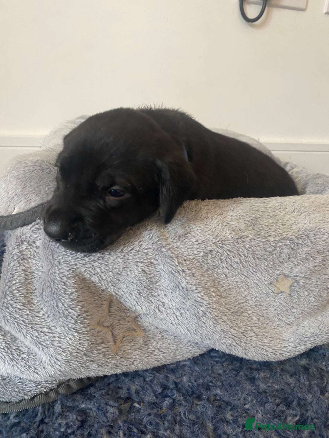 Labrador Retriever dogs for sale: Gorgeous Labrador puppies for sale! - Image 19