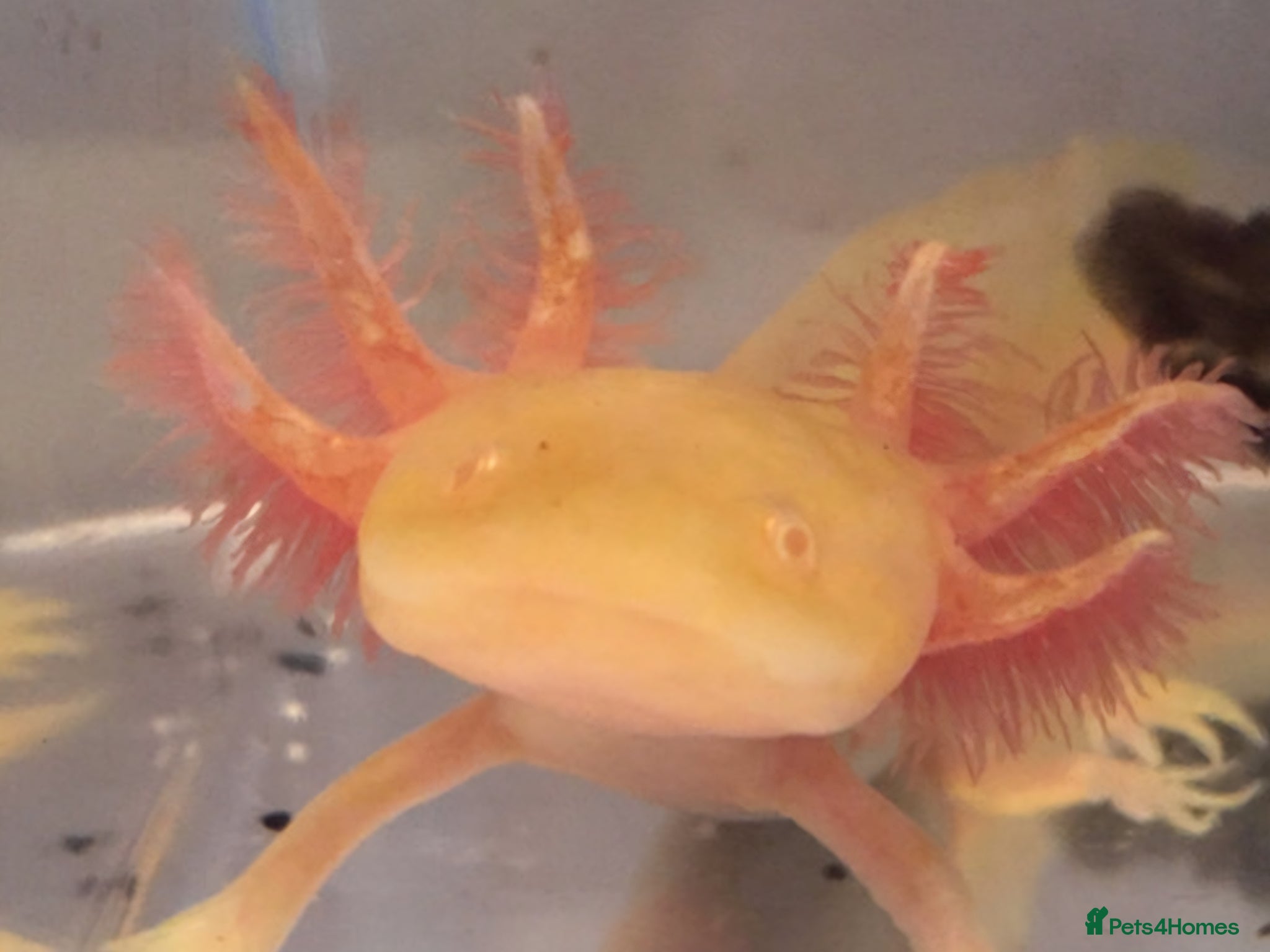 Axolotl reptiles Albino axolotl babies - Advert 1