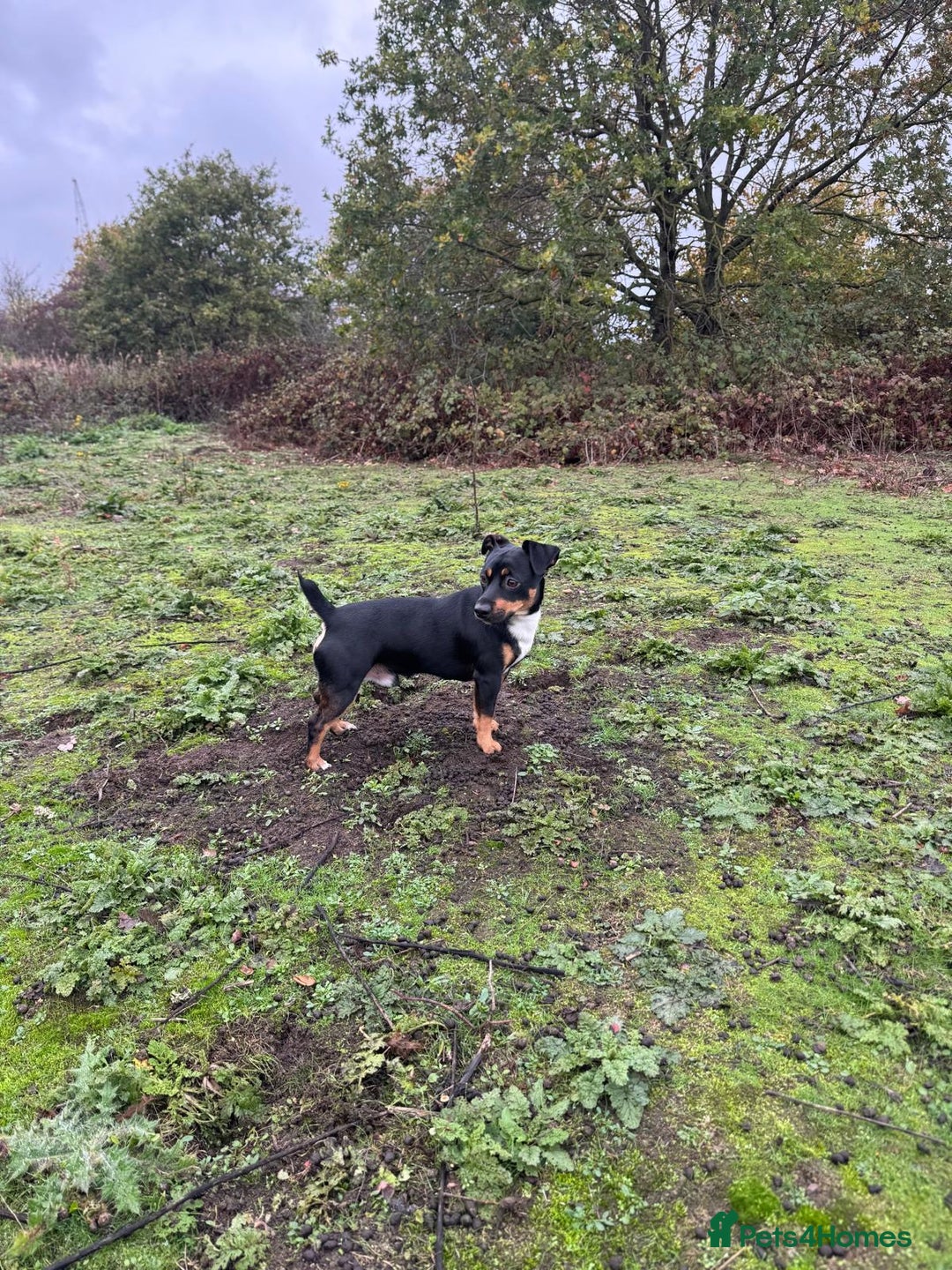 Jack Russell dogs for stud: Denny - Advert 3