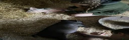 Pig livestock for sale: 2 x unregistered Kune Kune males 2 years old - Advert 5