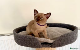 Burmese cats for sale: Stunning Beautiful Burnese  - Advert 4