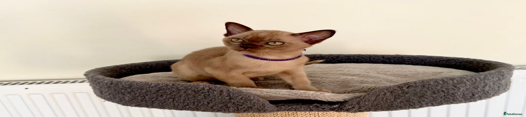 Burmese Kitten 4 Purple 