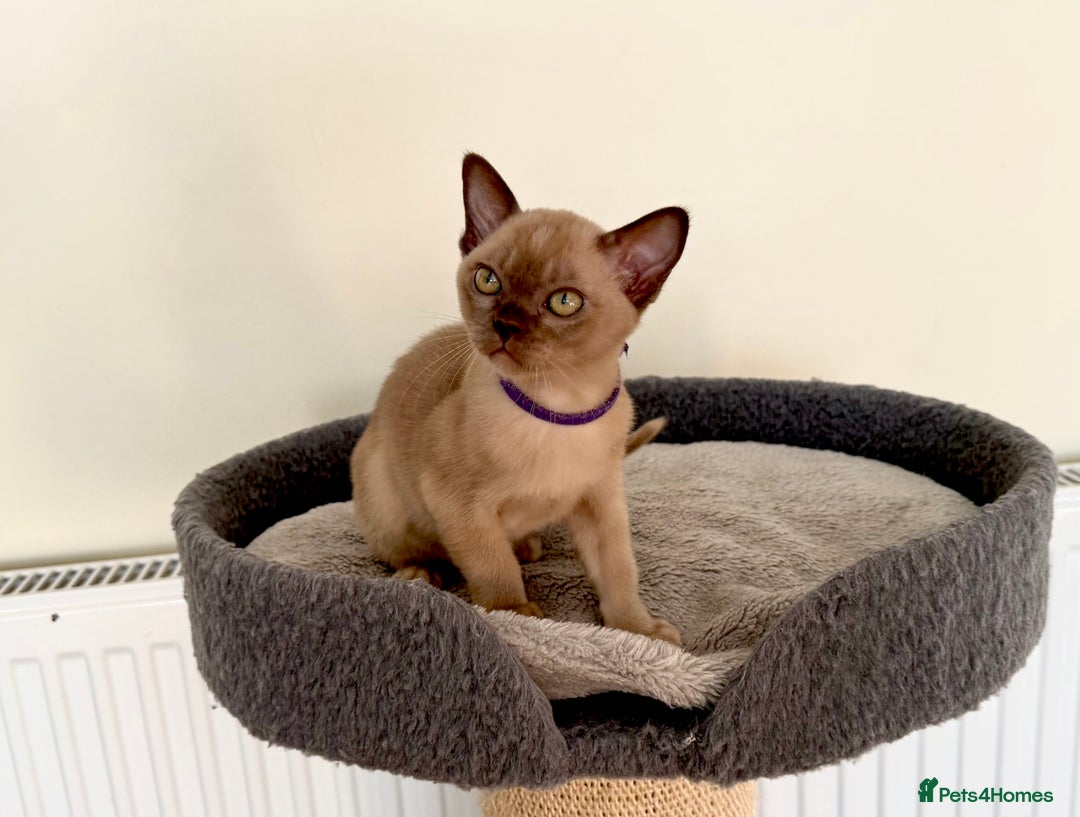 Burmese cats for sale: Stunning Beautiful Burnese  - Advert 4