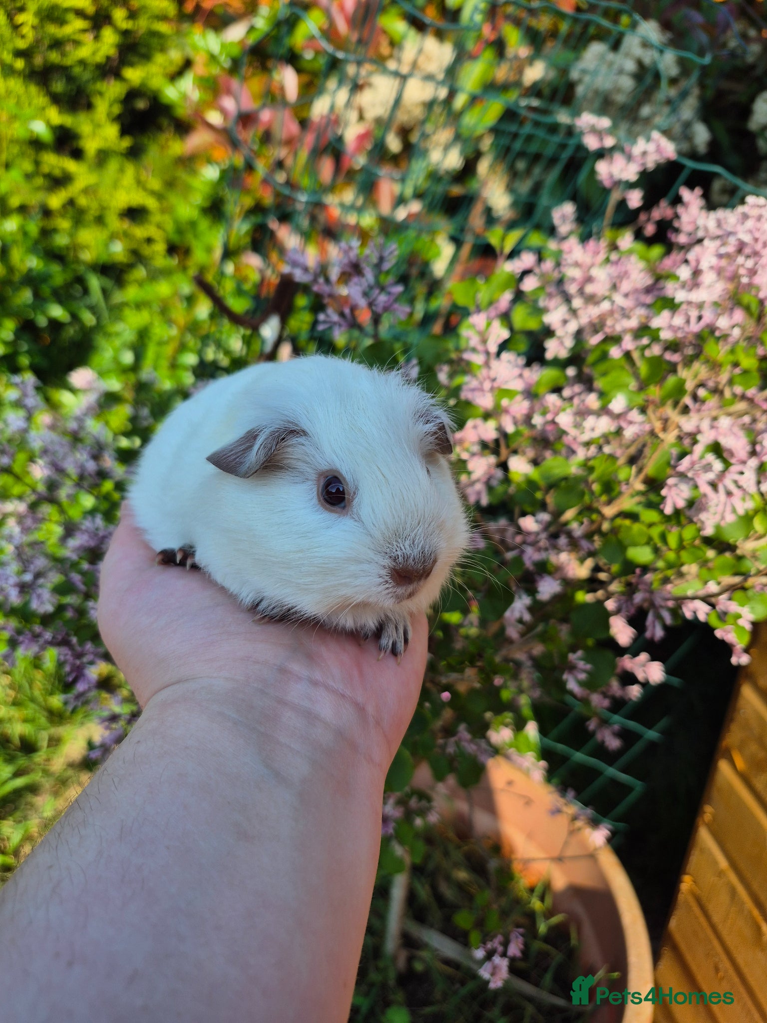 Guinea Pig rodents 1 Stunning Chocolate point californian  👀👀🏡 - Advert 1