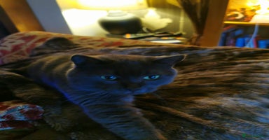British Shorthair cats - Advert 1