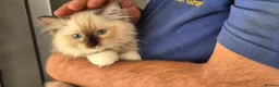 Ragdoll cats for sale: Outstanding TICA reg Ragdoll Male Deep Blue Eyes. - Advert 2