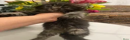 Mixed Breed cats for sale: Half Persian kittens for sale  - Advert 3