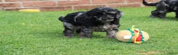 Cockapoo dogs for sale: F1 COCKAPOO PUPPIES FOR SALE - Advert 11