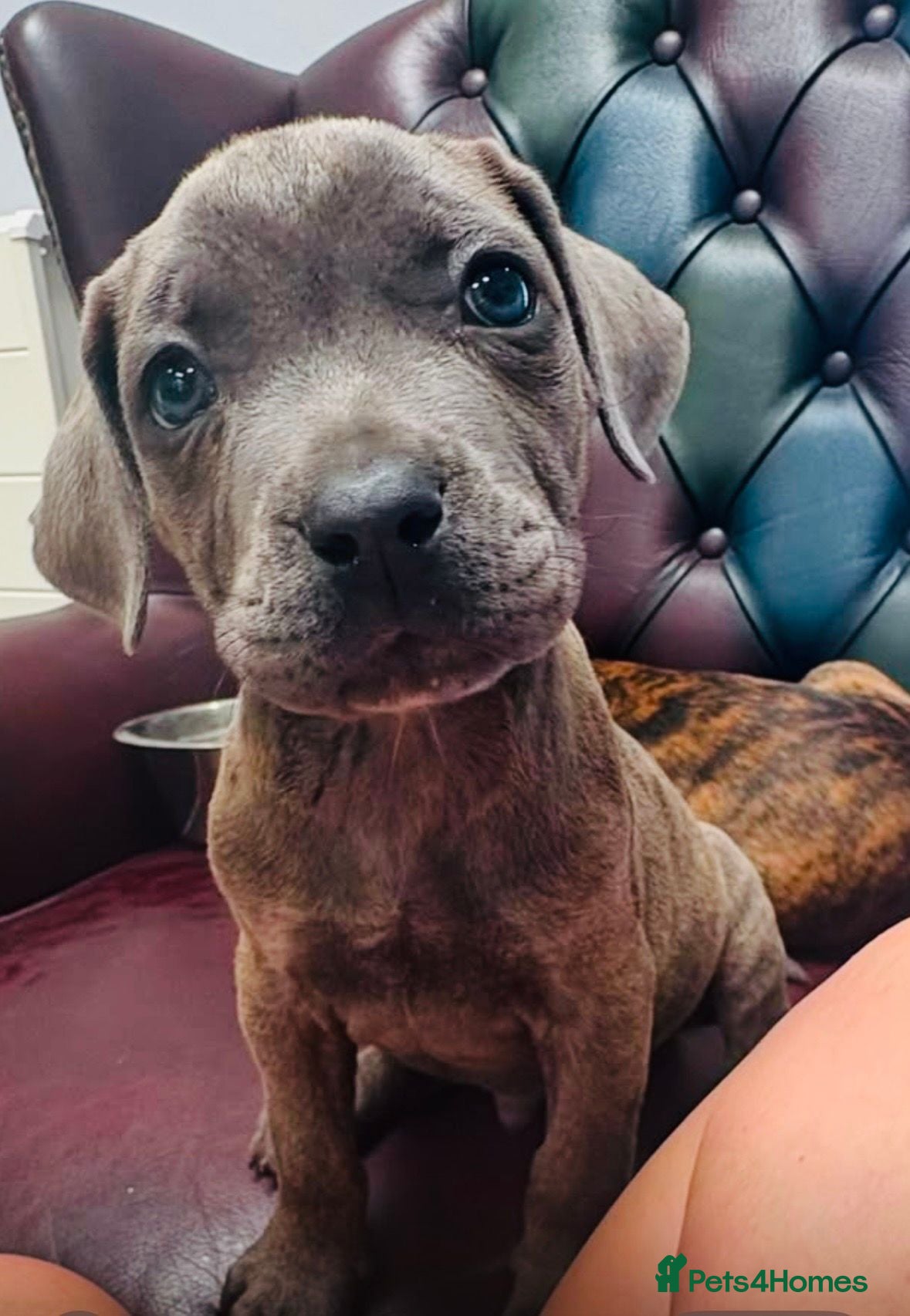 Mixed Breed dogs Cane Corso / Bullmastiff Puppies ready to  go. - Advert 2