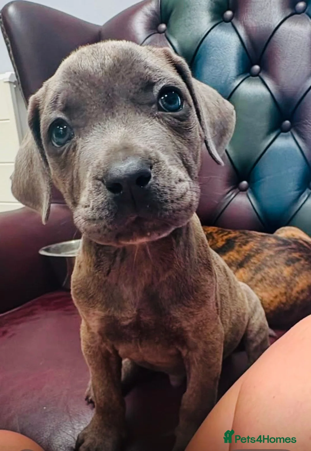 Mixed Breed dogs for sale: Cane Corso / Bullmastiff Puppies ready to  go. - Advert 2