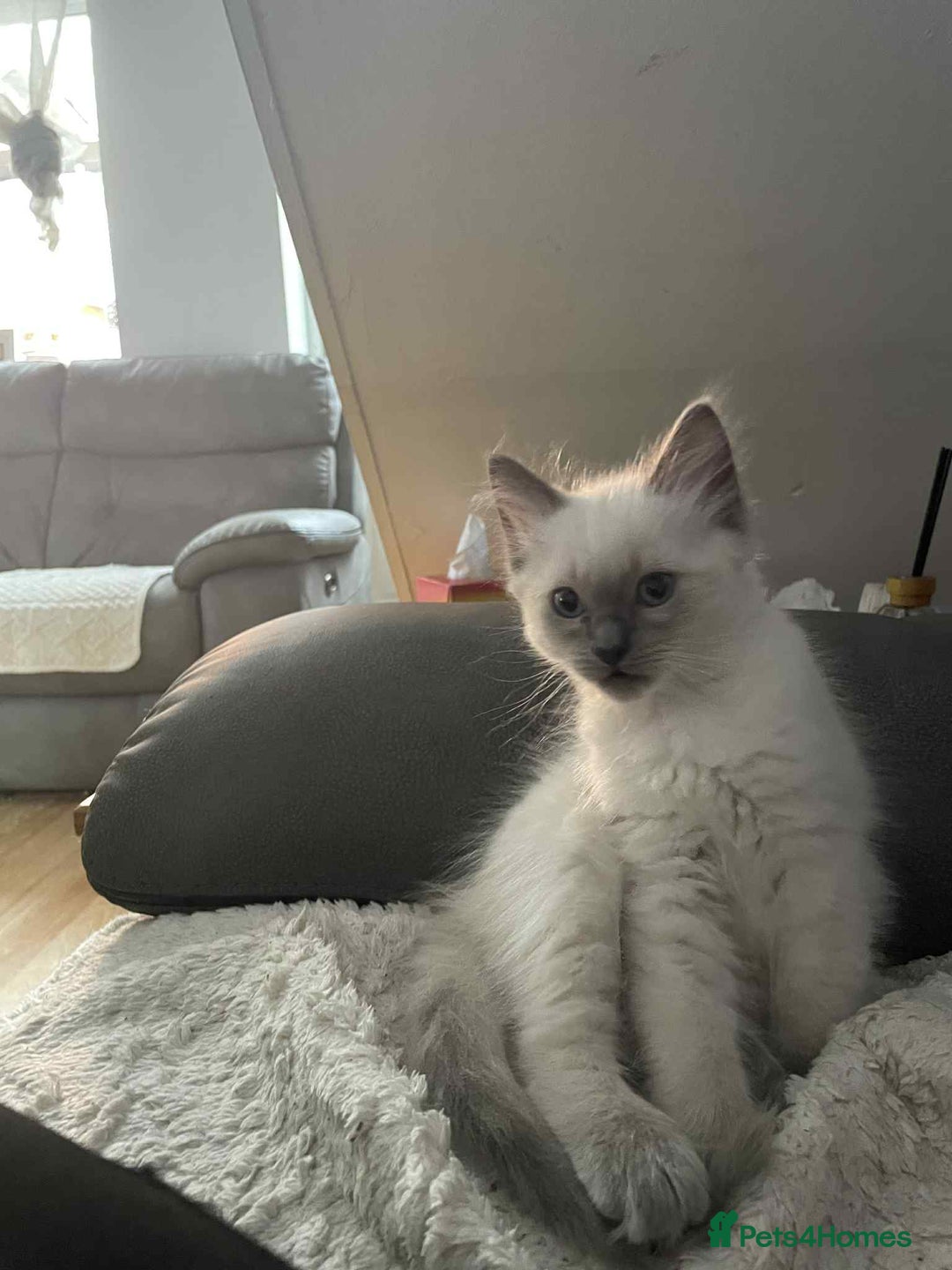 Ragdoll cats for sale: Ragdoll kittens 1 MALE LEFT  - Advert 3