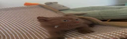 British Shorthair cats for sale: 🐾 Beautiful Cinnamon British Shorthair Kittens 🐾 - Advert 8