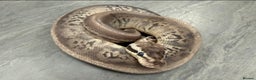 Python Snake reptiles for sale: Royal pythons  - Advert 2