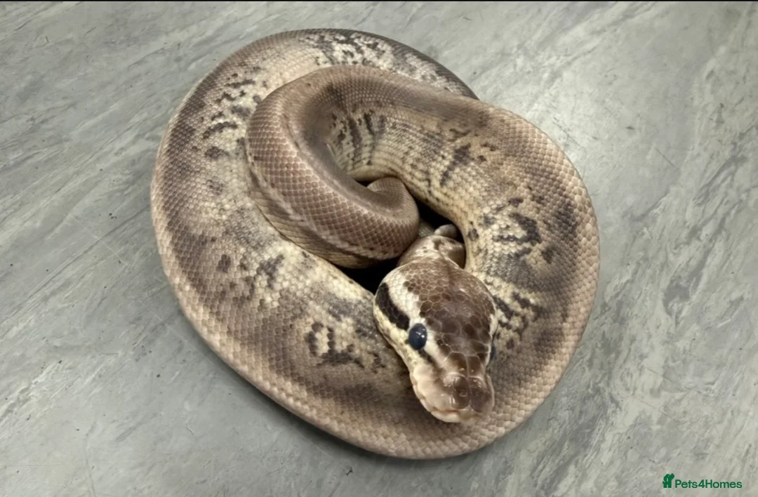 Python Snake reptiles for sale: Royal pythons  - Advert 2