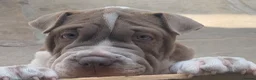Mixed Breed dogs for sale: English Bulldog/Shar Pei puppies for sale - Advert 9