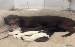 Cocker Spaniel dogs for sale: Cocker spaniel puppies  - Image 1