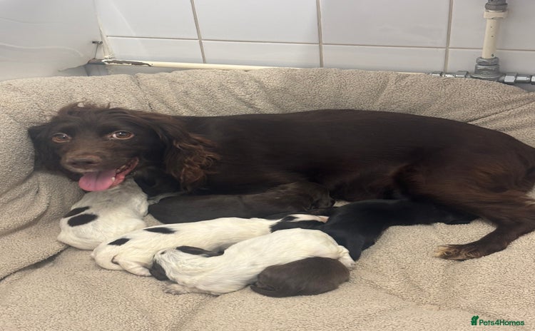 Cocker Spaniel dogs - Advert 4