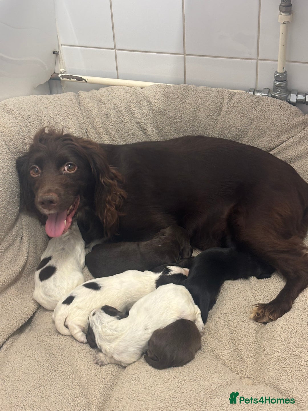 Cocker Spaniel dogs for sale: Cocker spaniel puppies  - Image 1