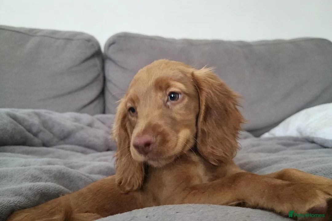 Cocker Spaniel dogs for sale: Beautiful Red English Working Cocker Spaniel - Advert 1