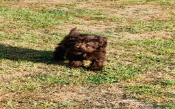 Cockapoo dogs for sale: F1b Cockapoo puppies !! health tested parents !! - Image 26