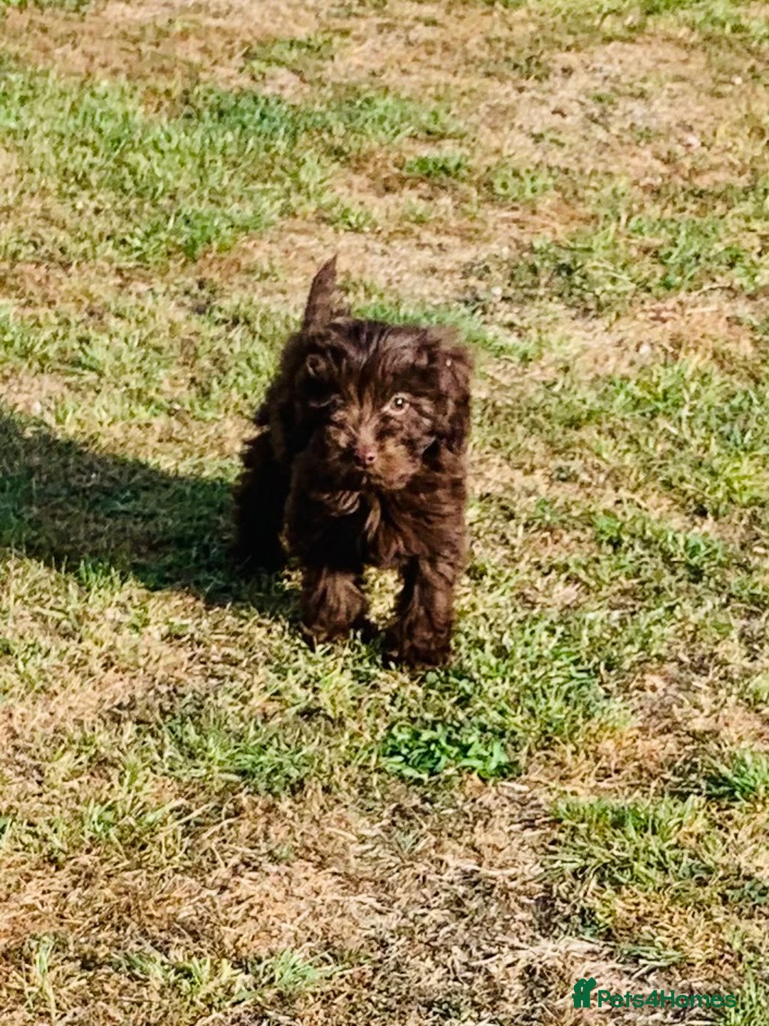 Cockapoo dogs for sale: F1b Cockapoo puppies !! health tested parents !! - Image 26