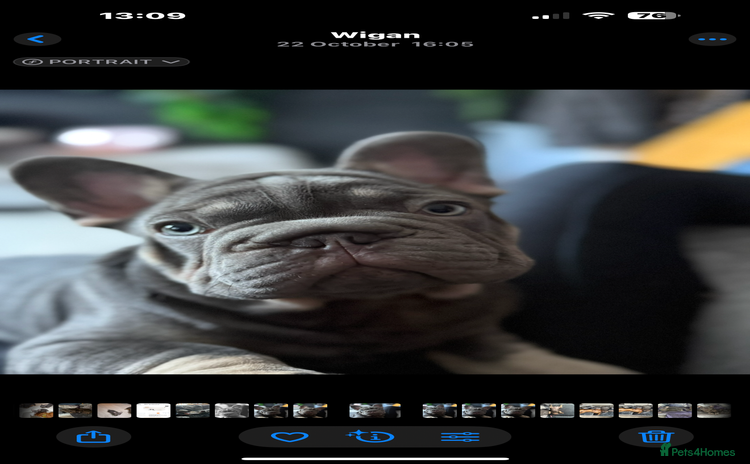 French Bulldog dogs Male big rope blue & tan frenchie  - Advert 1