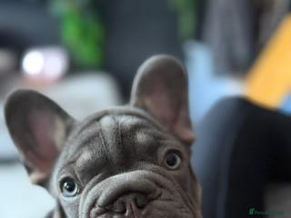 French Bulldog dogs Male big rope blue & tan frenchie - Advert 1
