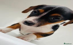 Jack Russell dogs for sale: Jack Russell Puppies for sale  - Image 10