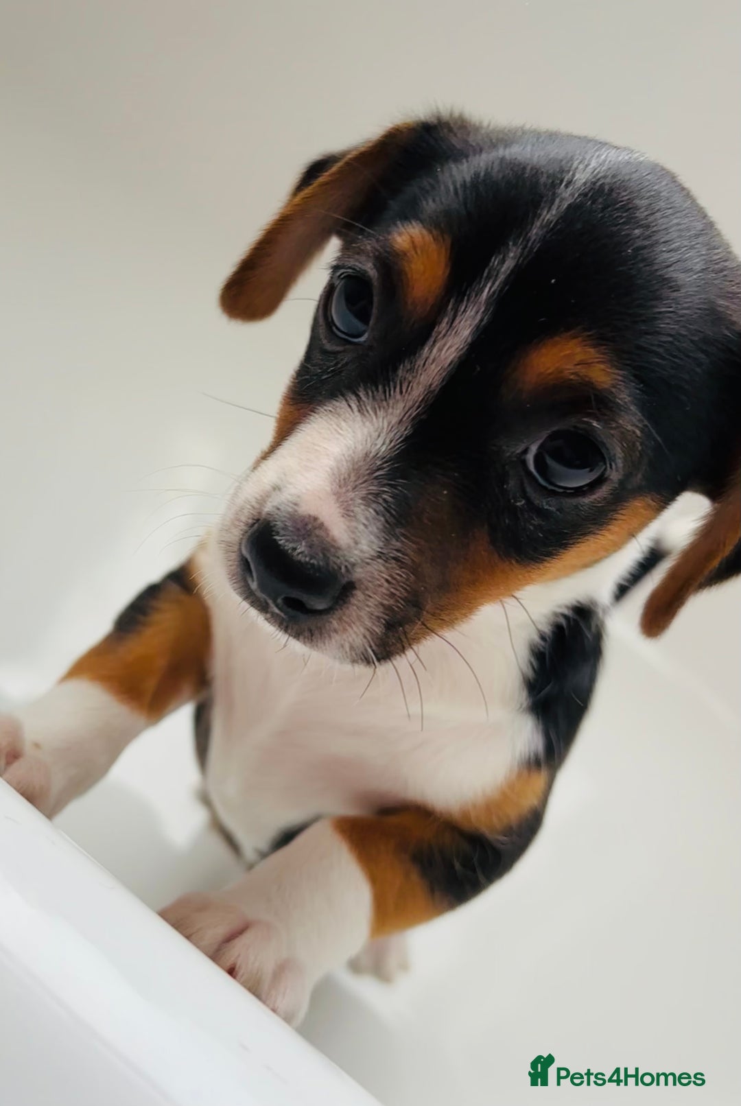 Jack Russell dogs for sale: Jack Russell Puppies for sale  - Image 10