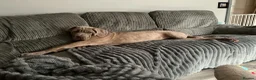Neapolitan Mastiff dogs for sale: Female Neapolitan Mastiff (6 months old)  - Advert 5