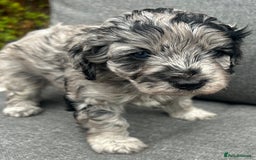 Cavapoo dogs for sale: 🌟HEALTH TESTED F1B CAVAPOO MERLE STUNNING PUPPIES - Image 1