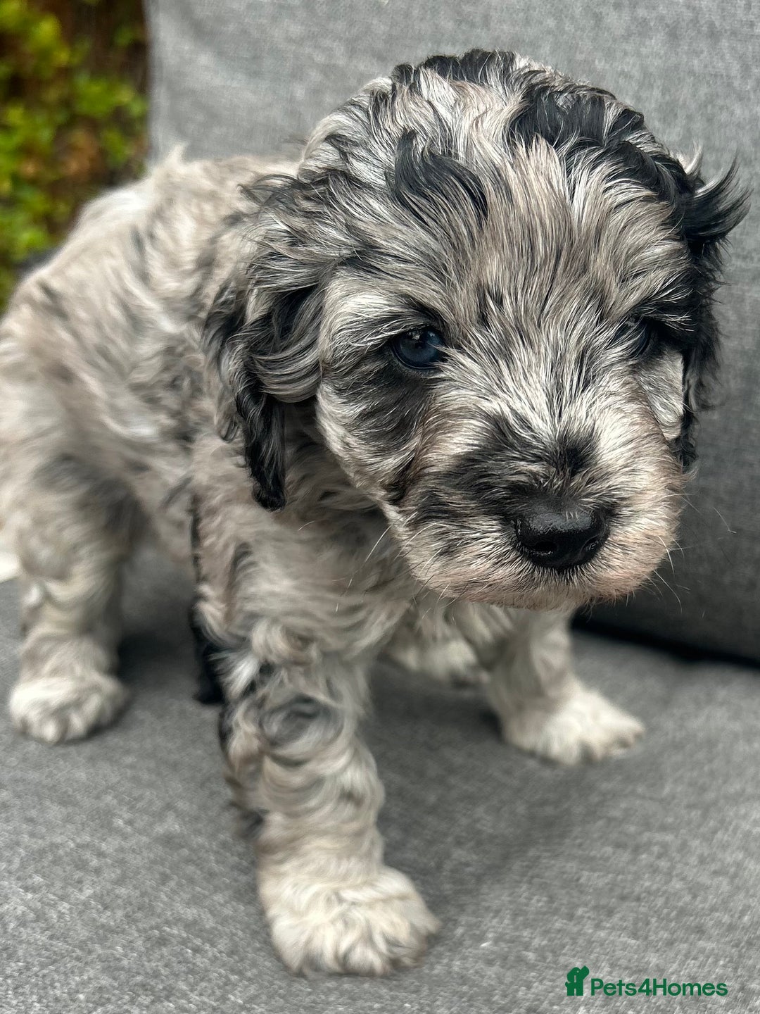 Cavapoo dogs for sale: 🌟HEALTH TESTED F1B CAVAPOO MERLE STUNNING PUPPIES - Image 1