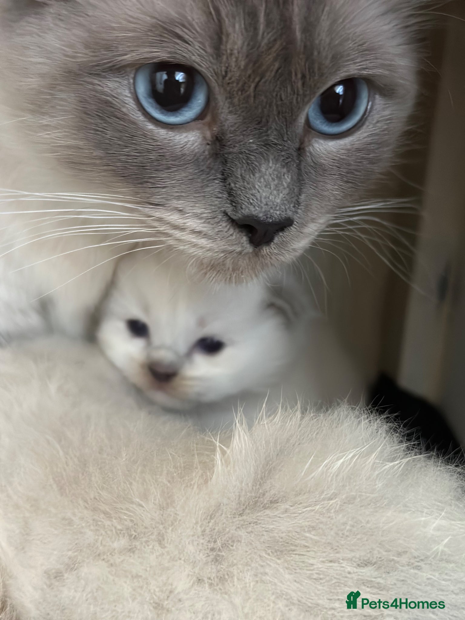 Ragdoll cats Blue point ragdoll  - Advert 5