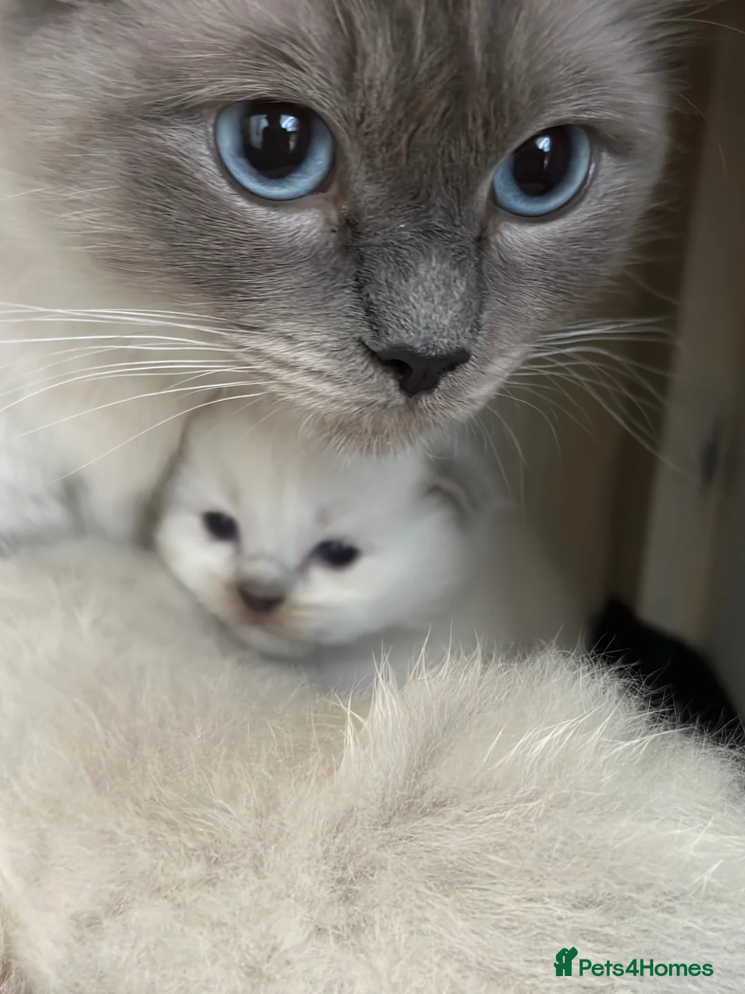 Ragdoll cats for sale: Blue point ragdoll  in Birmingham - Advert 1