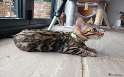Bengal cats for sale: Beautiful Pedigree Bengal Kittens for sale  - Image 2