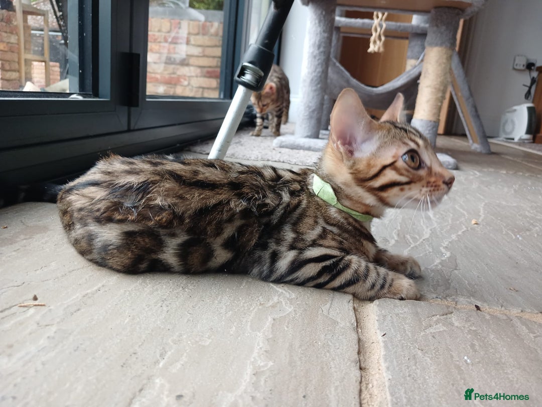 Bengal cats for sale: Beautiful Pedigree Bengal Kittens for sale  - Image 2