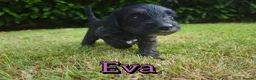 Mixed Breed dogs for sale: Loving Parsons Russell Cross Puppies  - Advert 13