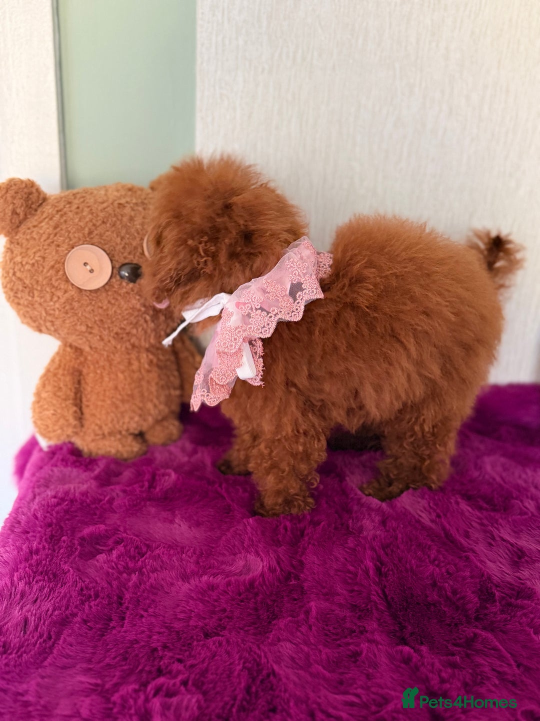 Poodle dogs for sale: Asian girl looking for 🏡 - Advert 6