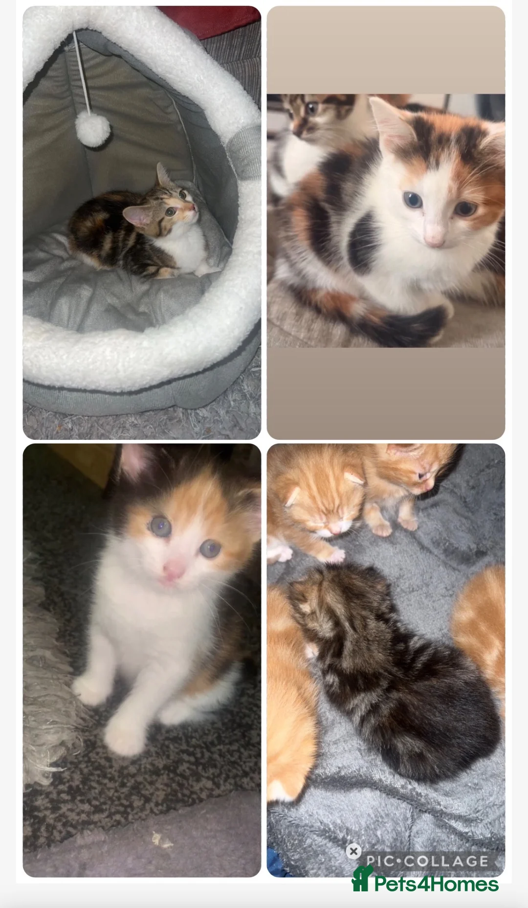 Mixed Breed cats for sale: 3 kittens - Advert 1