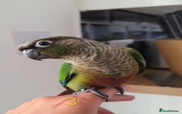 Parrots birds for sale: Handreared Baby Green Cheek Tame Conures  - Image 6