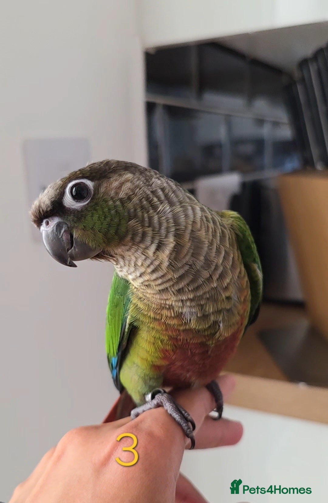 Parrots birds for sale: Handreared Baby Green Cheek Tame Conures  - Image 6